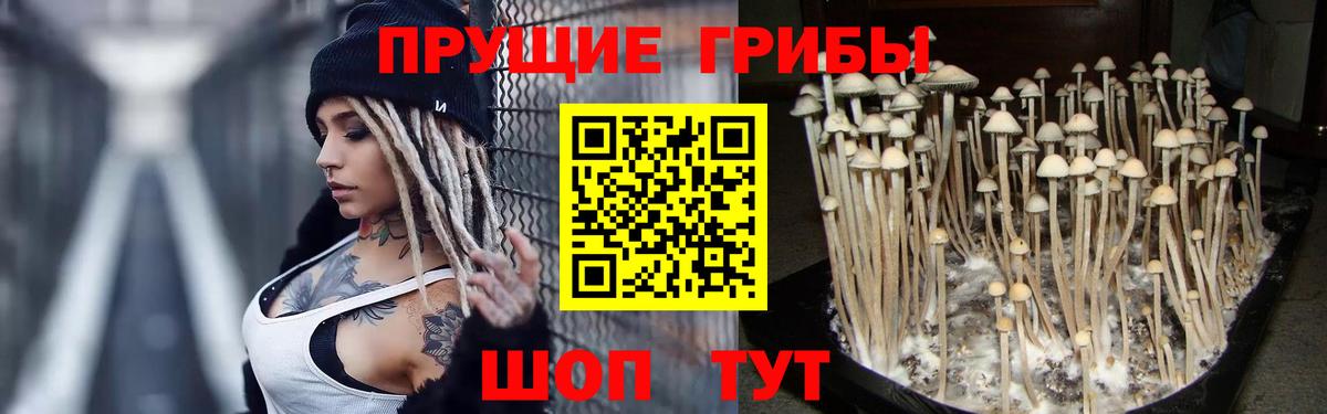 Галлюциногенные грибы Psilocybine cubensis Дзержинск
